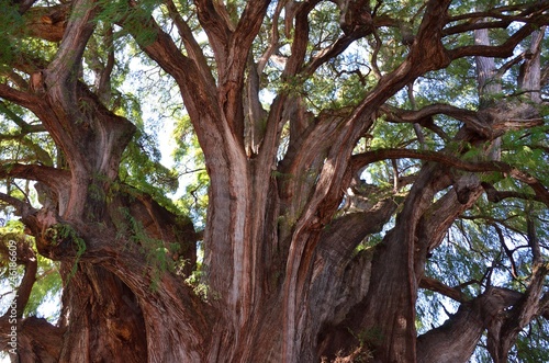 The Tree of Tule. The Widest Tree In Ihe World © Jordi