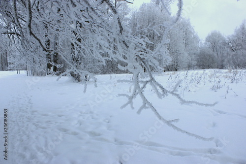 Icy winter trees