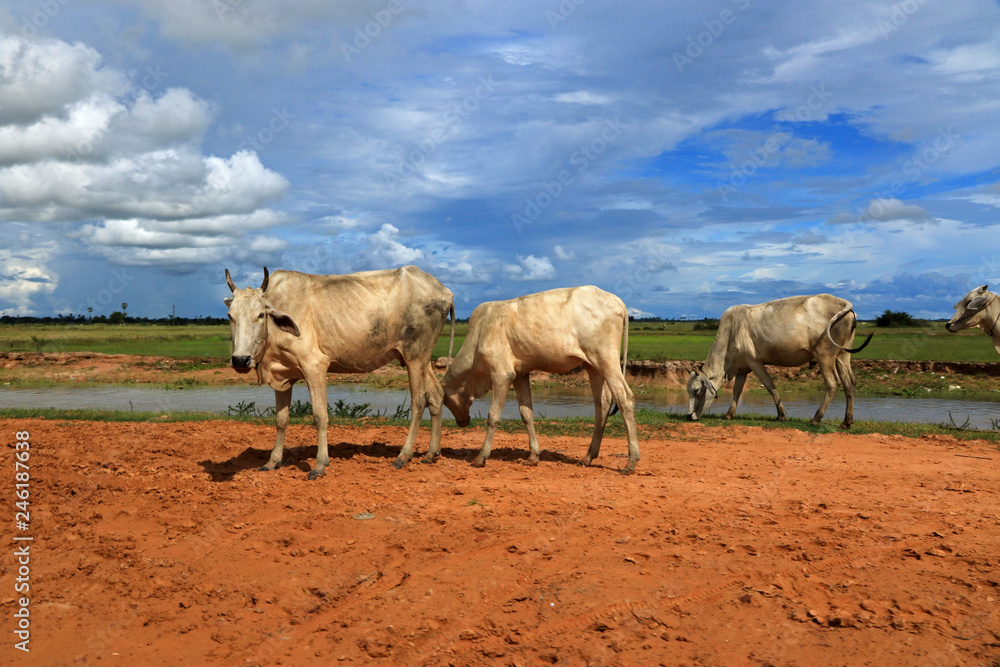 Cows, Tonle Sap, Cambodia