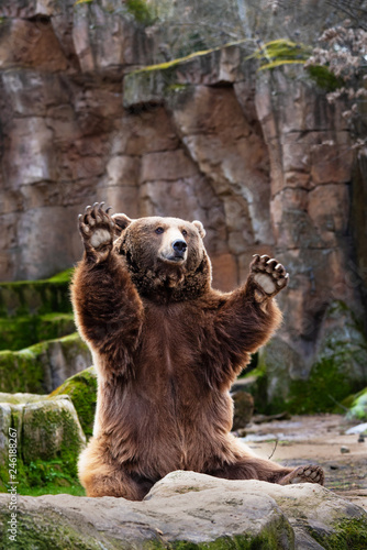 brown bear  photo