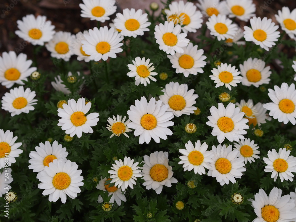 春の花 春の花
