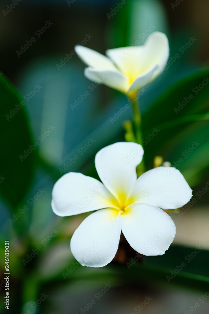 Fototapeta premium Frangipani White Tropical Aroma Flower Tree