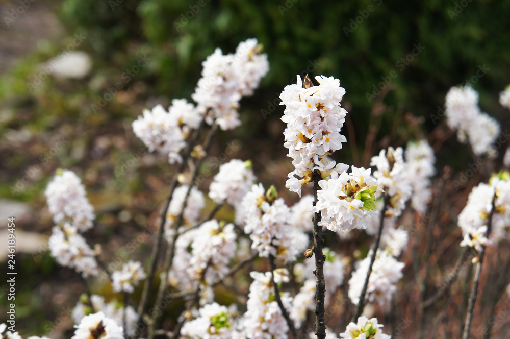 Daphne mezereum or february daphne or mezereon or mezereum or spurge laurel or spurge olive blossoming white flowers Daphne mezereum or february daphne or mezereon or mezereum or spurge laurel or spurge olive blossoming white flowers