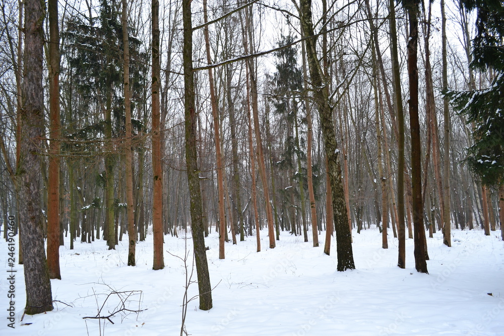 Naklejka premium park