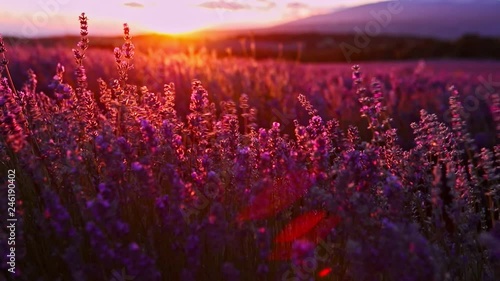 Sunset over lavender fields in Provence in France