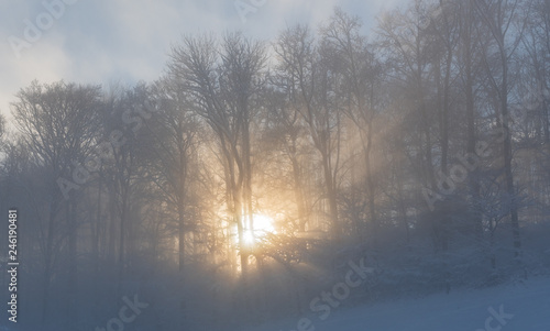 Sonne scheint durch den Wald mit Nebel