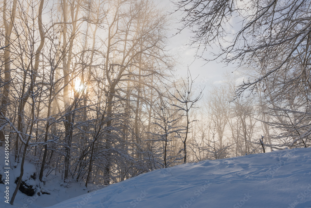 Idylle im Winter mit Sonnenlicht und Schnee Idylle im Winter mit Sonnenlicht und Schnee