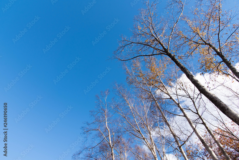 branches of a tree against blue sky branches of a tree against blue sky