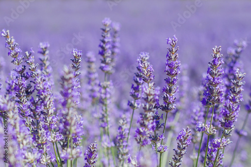 Lavender flowers in spring