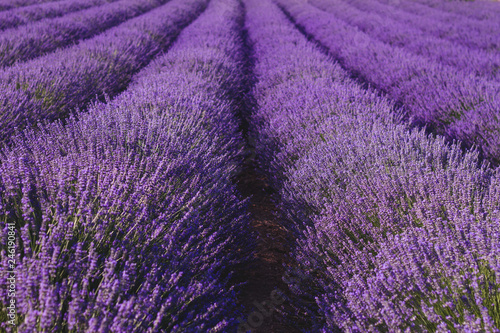 Fototapeta Naklejka Na Ścianę i Meble -  Purple lavender field