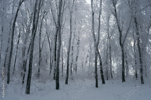 cold winter landscape, snowy forest and frozen trees