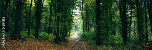 road through green forest p...