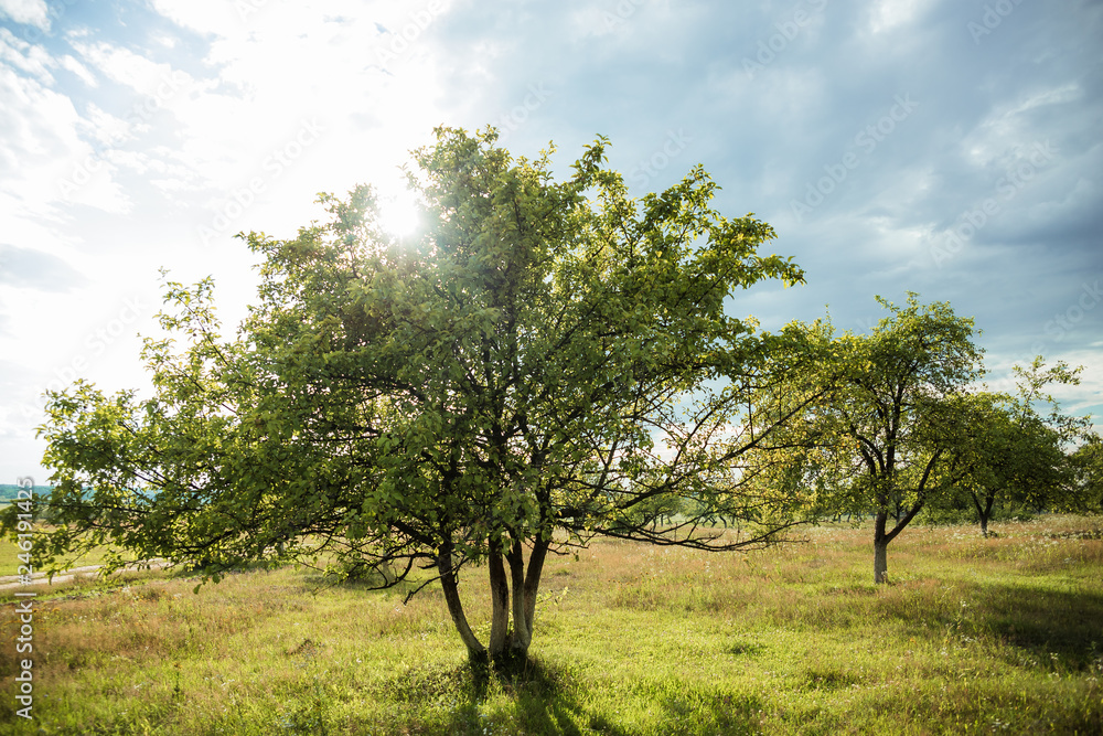 Obraz premium tree in the field