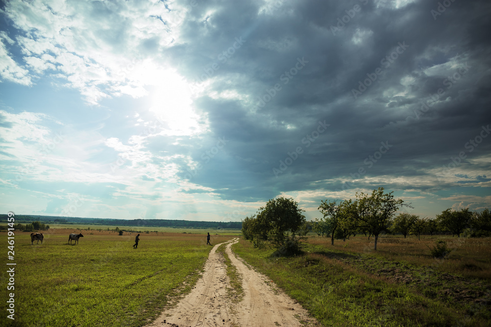 Fototapeta premium road in the field