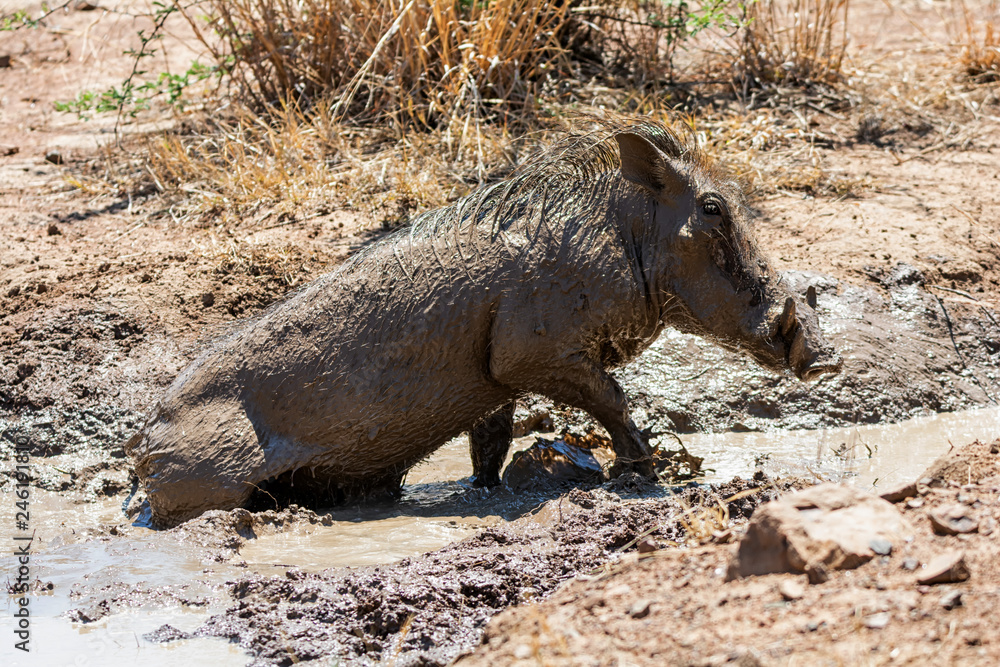 Warthog Mud Bath