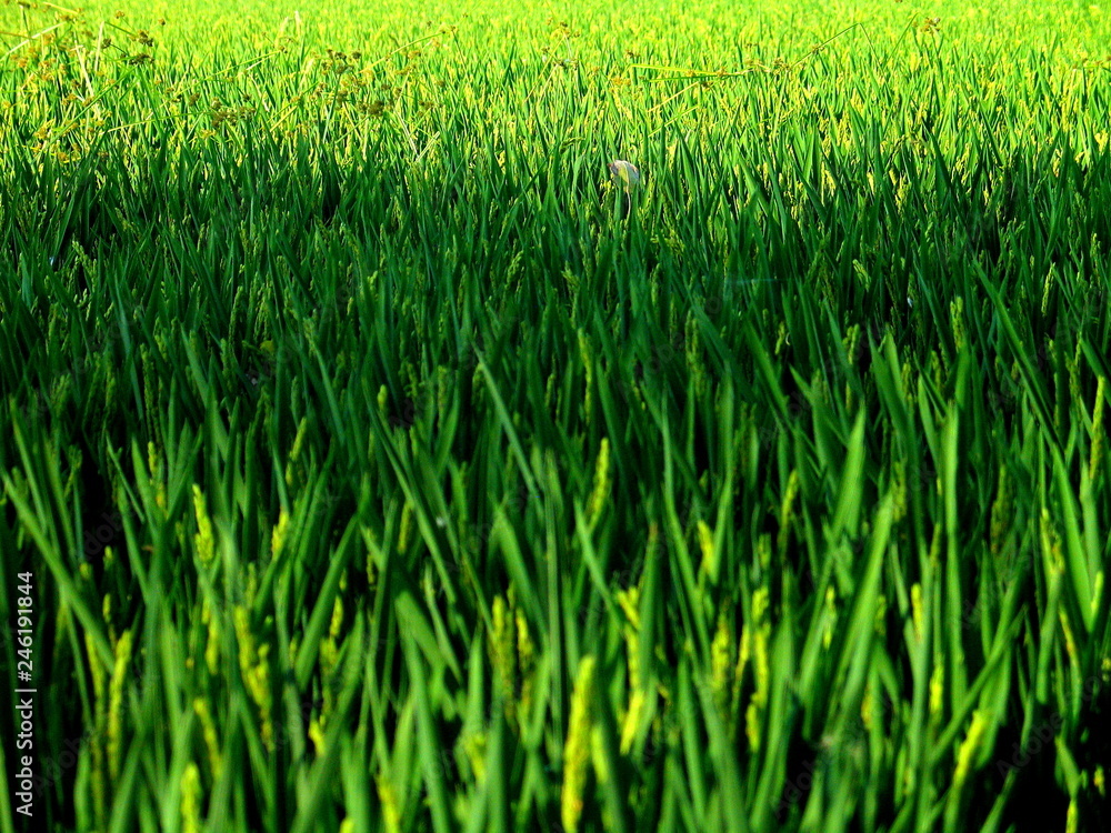 Barcelona. Delta del Llobregat. Park in Spain Barcelona. Delta del Llobregat. Park in Spain