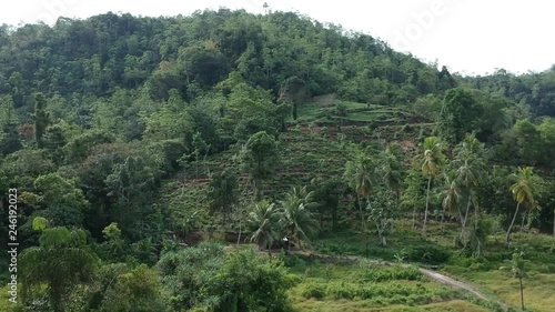 Sri Lanka - Plantation Tea