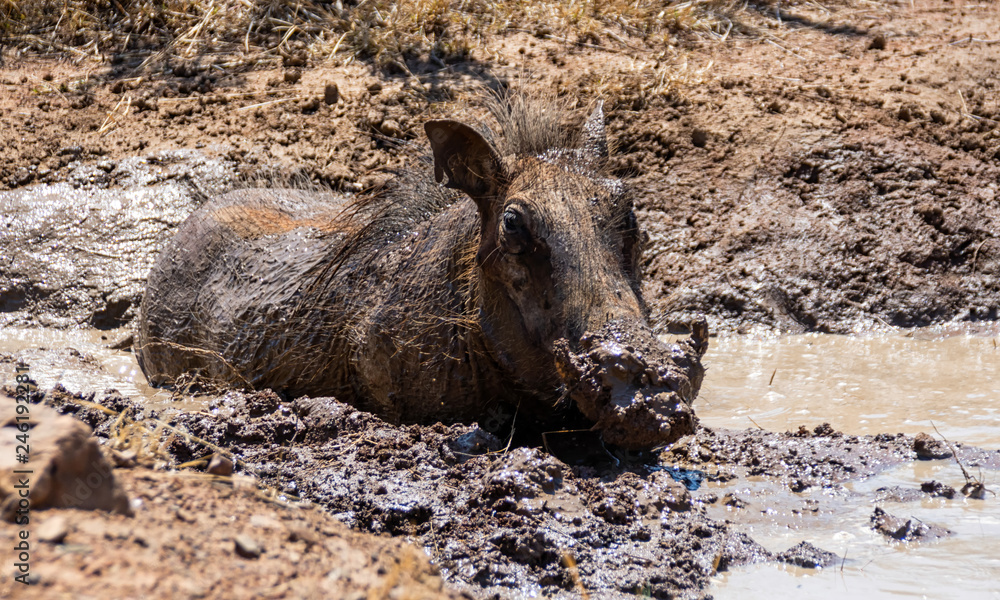 Warthog Mud Bath Warthog Mud Bath