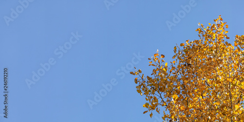 Birch tree yellow autumn leaves, with blue sky (space for text) in background.