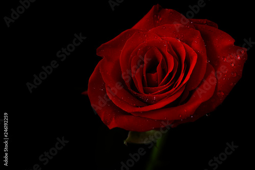 Beautiful red rose on a black background. Bouquet of beautiful roses on valentine's day, birthday, anniversary.