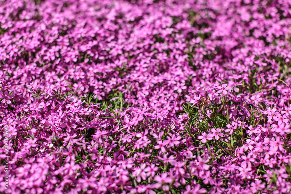Shallow depth of field photo - only few small flowers in focus. Pink flowerbed with few leaves visible. Abstract spring flowery background.