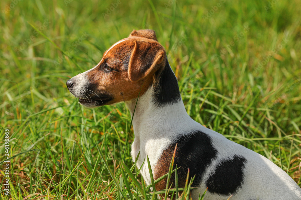 Small Jack Russell terrier dog sitting in low green grass, looking to her side. Small Jack Russell terrier dog sitting in low green grass, looking to her side.