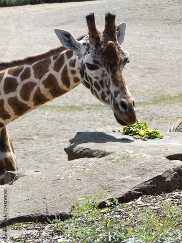 Photography Giraffe eating