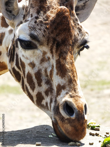 Photography Giraffe eating