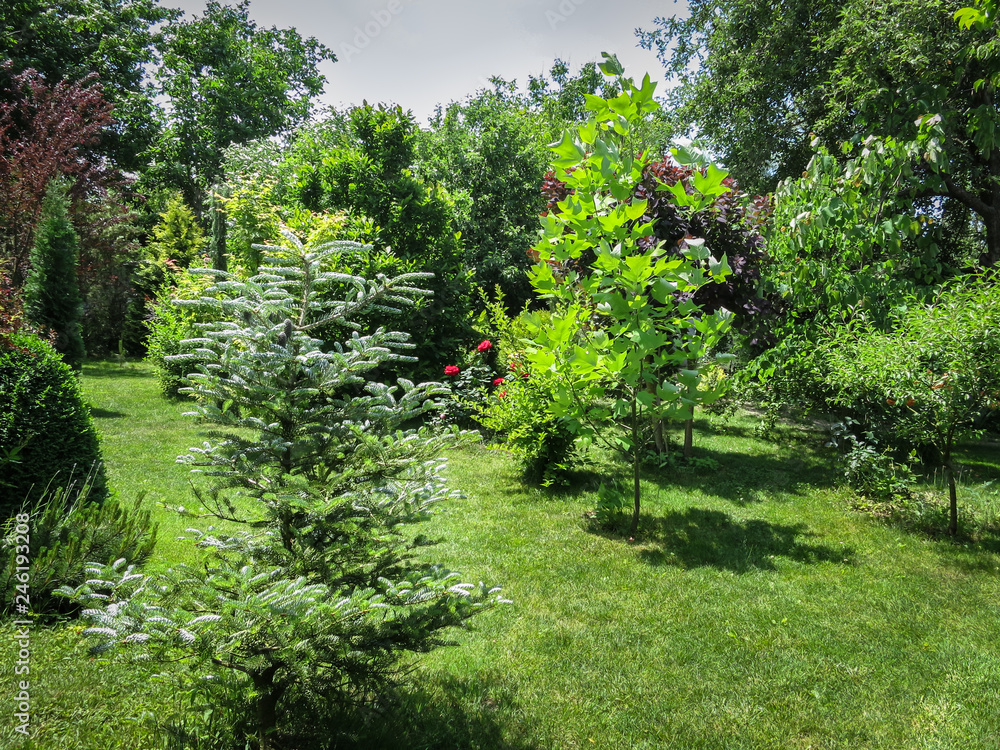 Beautiful landscaped garden with evergreens and green lawn. On the left is fir Abies koreana Silberlocke, right a tulip tree Liriodendron. Sunny and peaceful atmosphere of relaxation. Beautiful landscaped garden with evergreens and green lawn. On the left is fir Abies koreana Silberlocke, right a tulip tree Liriodendron. Sunny and peaceful atmosphere of relaxation.