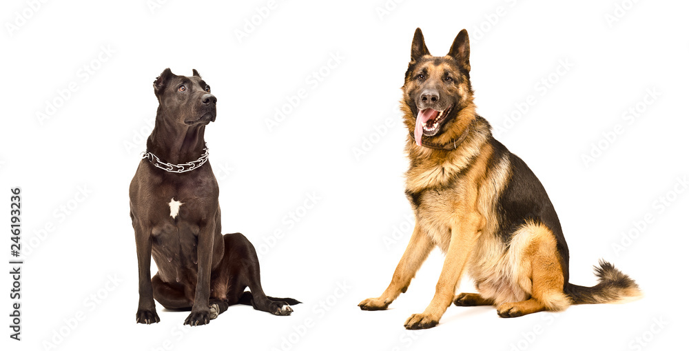 Two dogs sitting isolated on white background