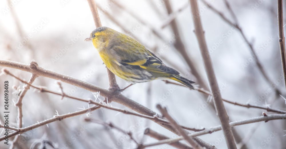 Fototapeta premium Colorful bird (siskin) sitting on a branch, winter and ice crystals
