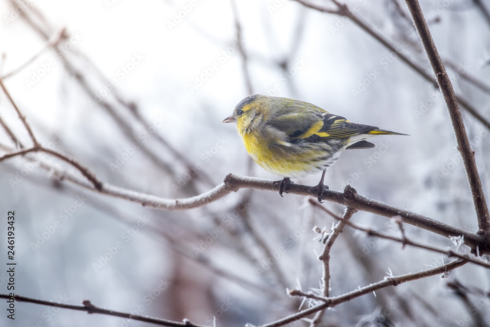 Colorful bird (siskin) sitting on a branch, winter and ice crystals Colorful bird (siskin) sitting on a branch, winter and ice crystals