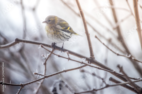 Colorful bird (siskin) sitting on a branch, winter and ice crystals