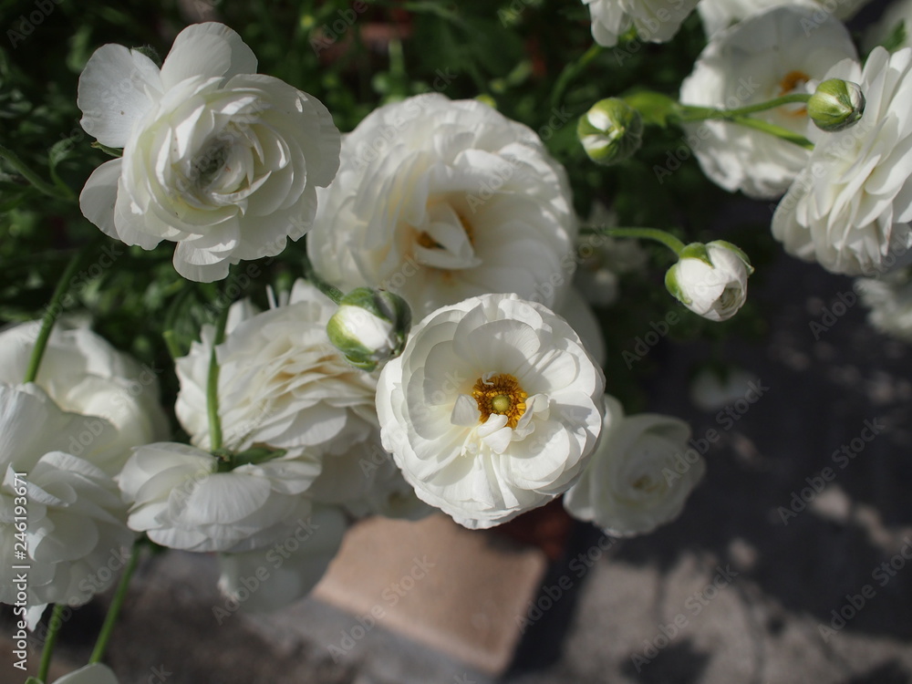 Fototapeta premium 春の花