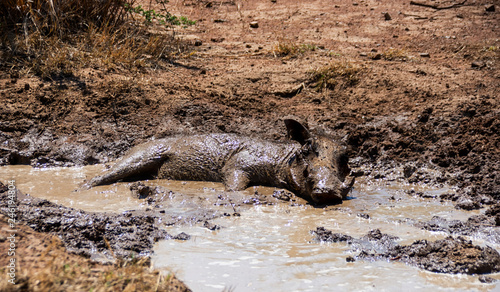 Warthog Mud Bath