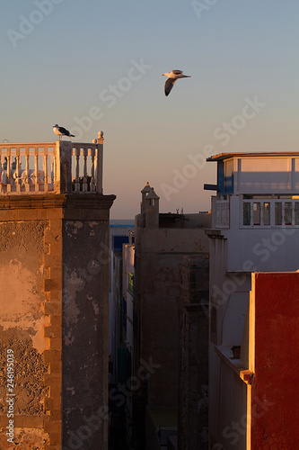 Möwe fliegt über Dächer von Essaouirra. photo