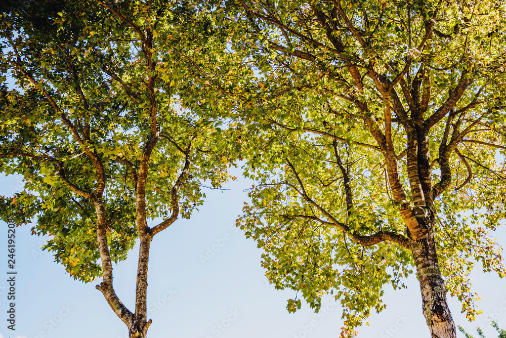 Maple tree in autumn with yellow leaves. Golden maple tree branches on blue sky. Maple tree background. . Maple tree in autumn with yellow leaves. Golden maple tree branches on blue sky. Maple tree background. .