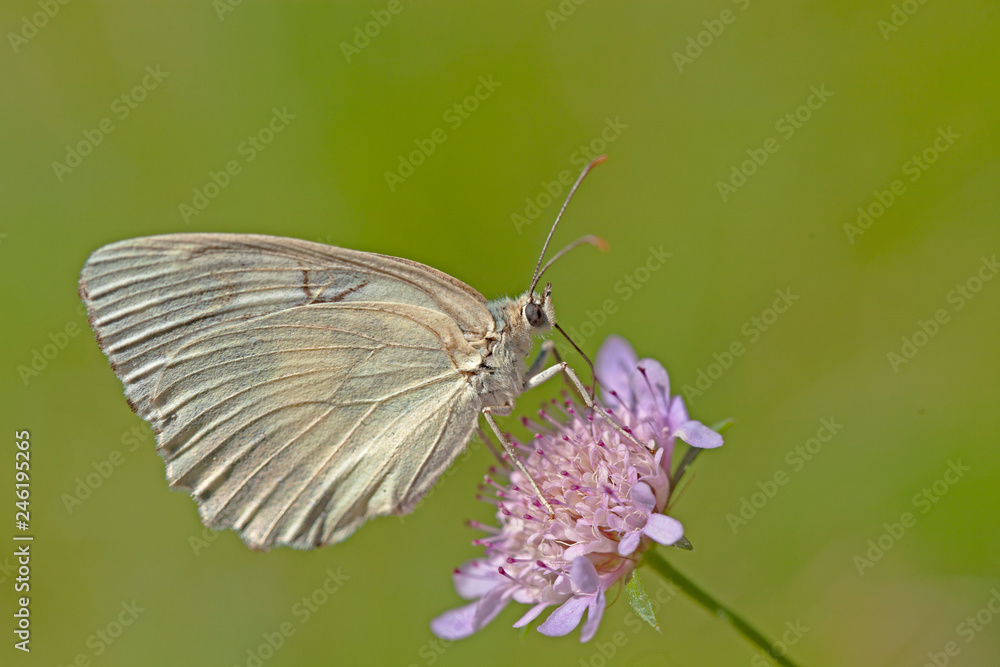 Papillon marbré de Lusitanie butinant une fleur mauve sauvage des champs du sud de la France. Papillon marbré de Lusitanie butinant une fleur mauve sauvage des champs du sud de la France.