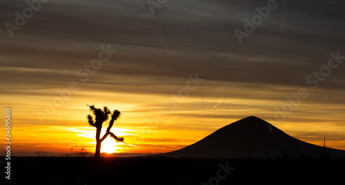 silhouette of tree in sunset Mojave Desert