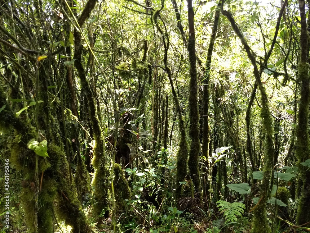 Fototapeta premium Bosque con arboles llenos de musgo