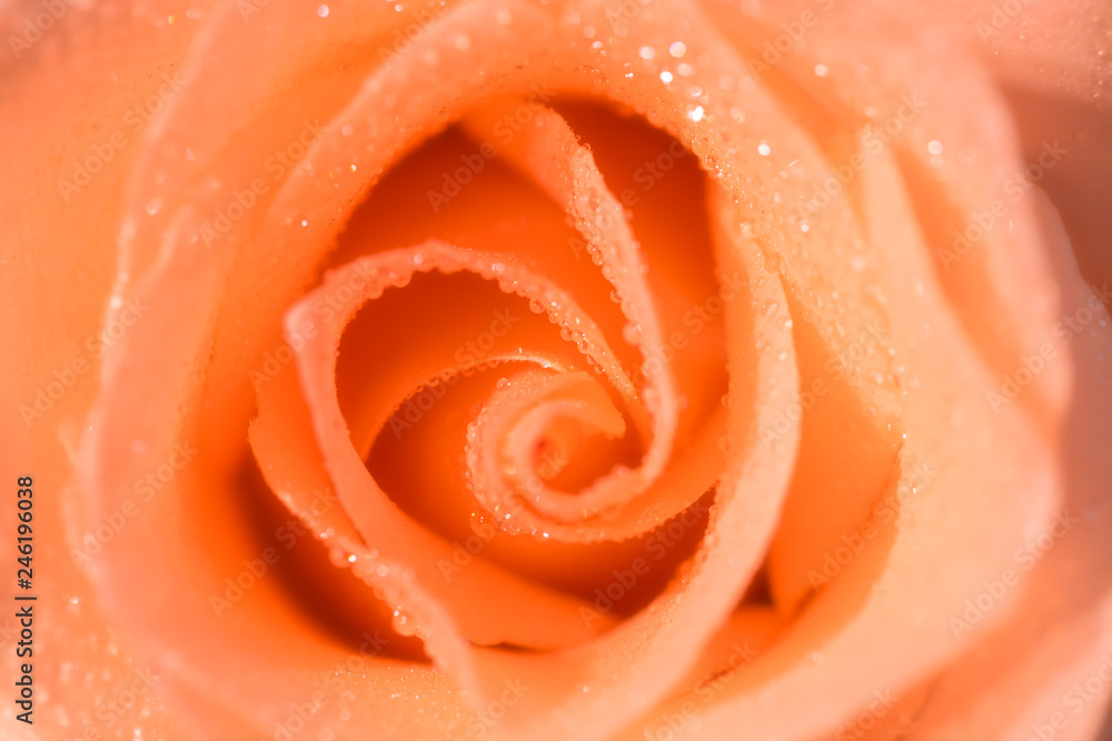 Valentine's Day, roses on the day and month of love Valentine's Day, roses on the day and month of love