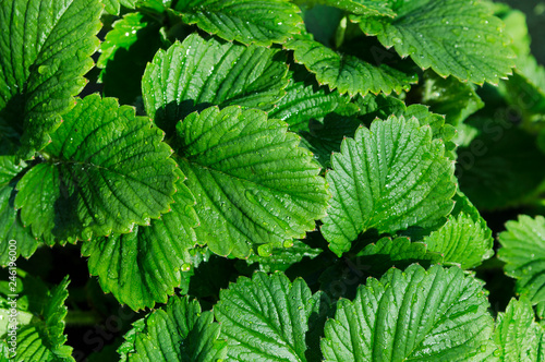 green strawberry leaves close up