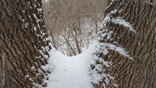  one tree - two trunks