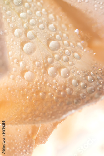 Valentine's Day, rose petals, rain, love for February