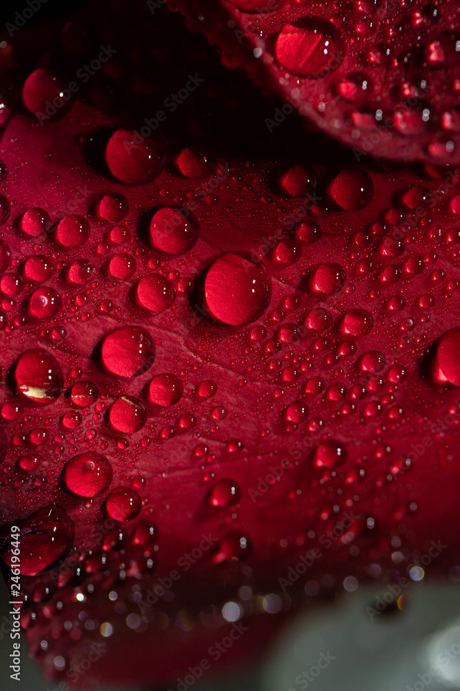 Valentine's Day, rose petals, rain, love for February Valentine's Day, rose petals, rain, love for February