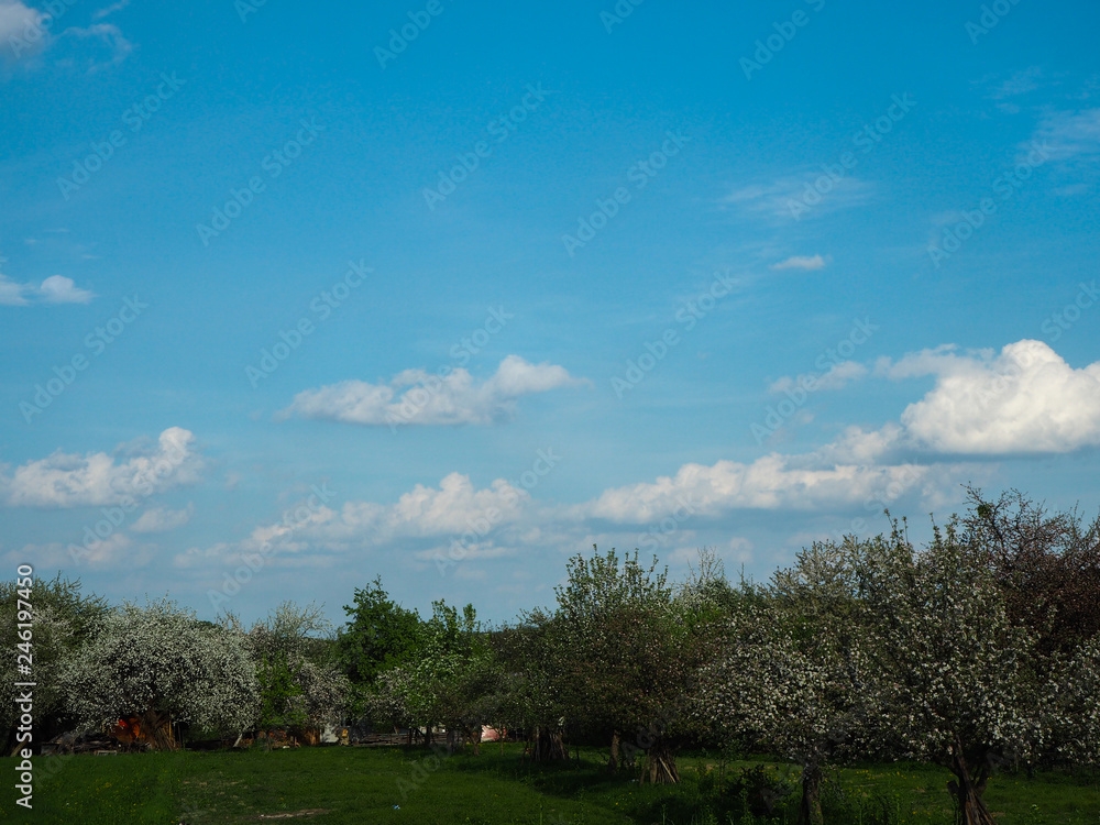 Fototapeta premium Blue sky over a blossoming orchard