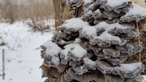 Mushrooms under the snow on a tree