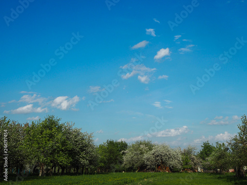 Spring sky over a flowering orchard