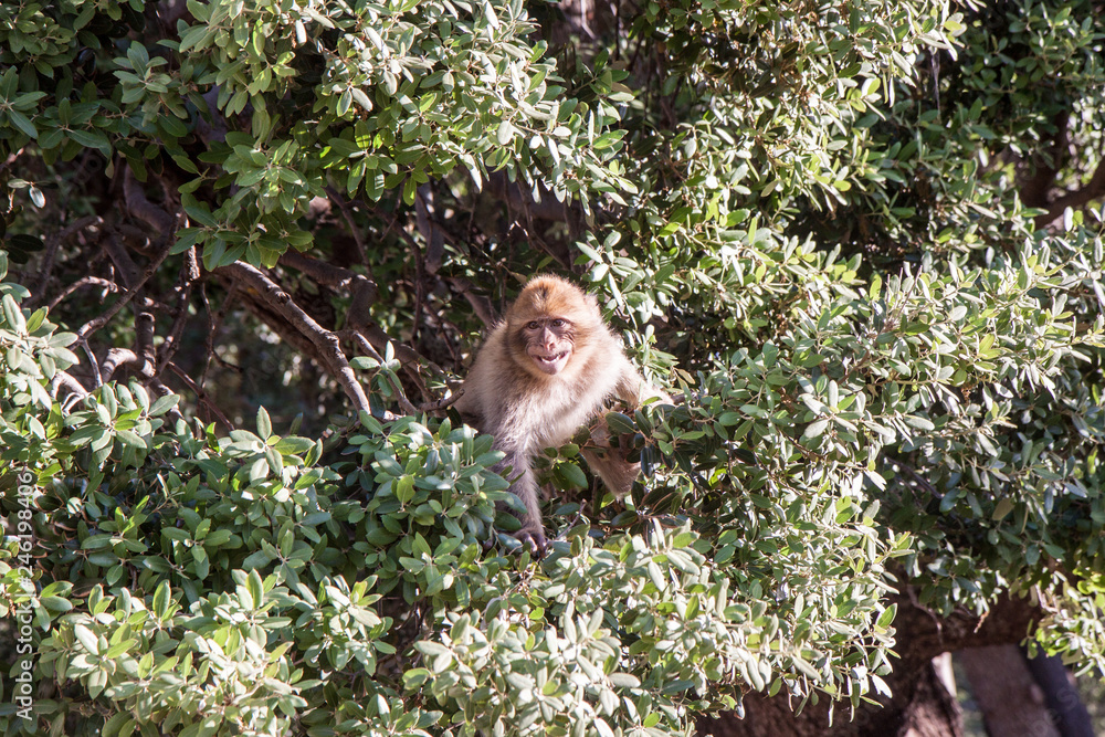 Fototapeta premium Macaque