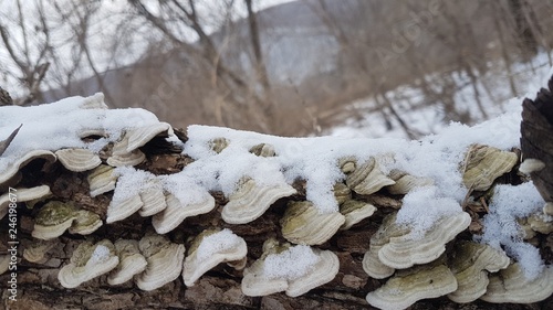  Forest, mushrooms, winter